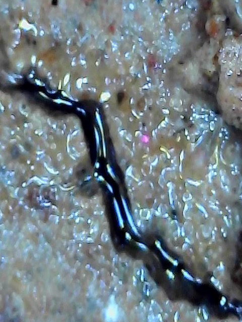 SmartEye Microscope Solution Visual