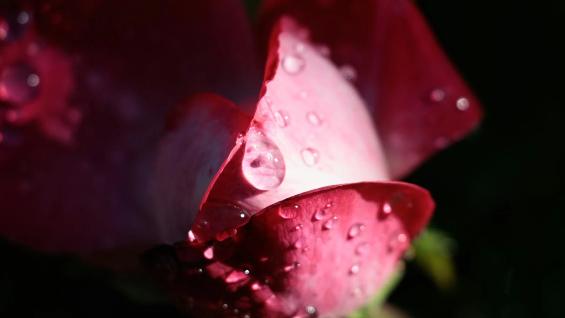 水滴を保持するバラの花びらのクローズアップ